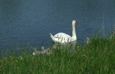 A mute swan on water with some cygnets