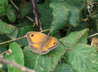 Gatekeeper butterfly on bramble leaves