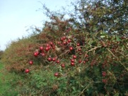 Hedgerow in autumn laden with red berries