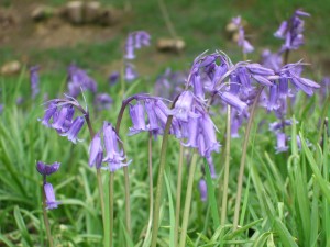 Close up photo of bluebells in flower