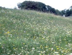 Early summer wildflowers. Photo: Debbie Alston A wildflower meadow in early summer with many flowers in bloom