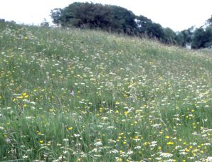 A wildflower meadow in early summer with many flowers in bloom