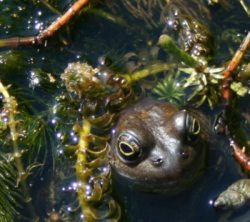 Frog in garden pond. Photo: Dave Alston Frog looking out of a garden pond