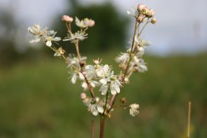 A close up photo of the plant dropwort in flower
