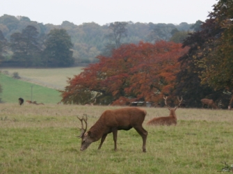 Photo of red deer in parkland with some trees in autumn colours
