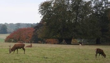  Some red deer grazing in parkland in autumn.
