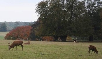 Deer at Calke. Photo: Debbie Alston Some red deer grazing in parkland in autumn.