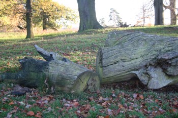  Parkland in autumn. Leaves on ground.