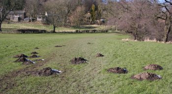 Molehills in a field with a little snow on the ground