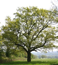 Large oak tree in summer on a sunny day
