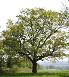 Oak tree in summer. Photo: Debbie Alston Large oak tree in summer on a sunny day