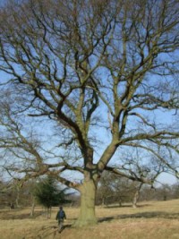 Large oak tree in winter at Chatsworth with a person standing underneath.