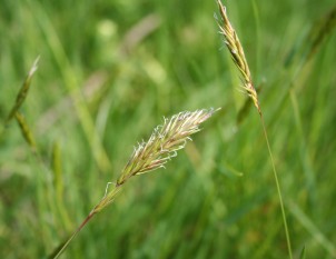 A close up photo of sweet vernal grass