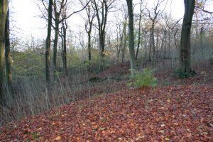 Woodland in winter with many leaves on the ground