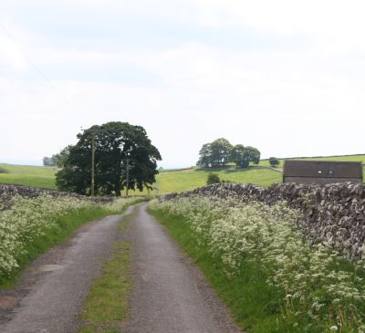 Photo of lane with cow parsley in flower