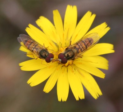 Two hoverflies on a flower head