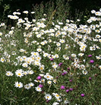 Various wildflowers in a meadow